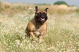 BULLMASTIFF 178